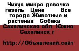 Чихуа микро девочка газель › Цена ­ 65 - Все города Животные и растения » Собаки   . Сахалинская обл.,Южно-Сахалинск г.